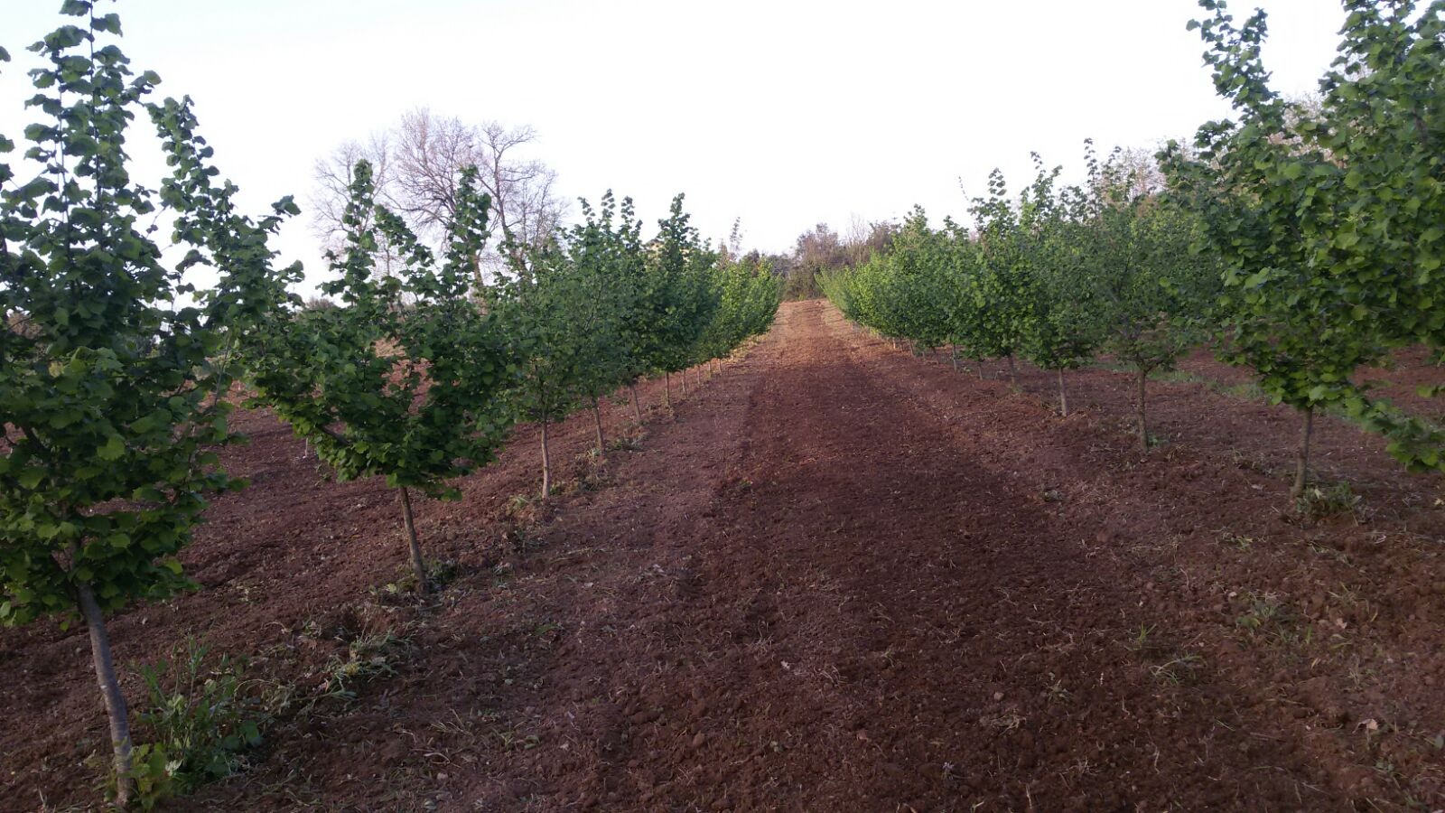 Prodotti naturali